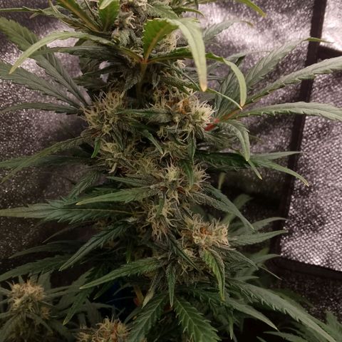 2 x Gorilla Z Auto growlog timeline photo