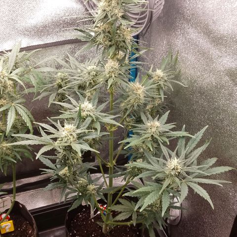 2 x Gorilla Z Auto growlog timeline photo