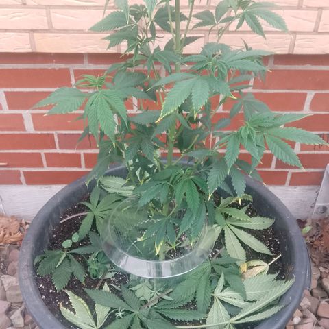 Tropicana Cookies FF growlog timeline photo