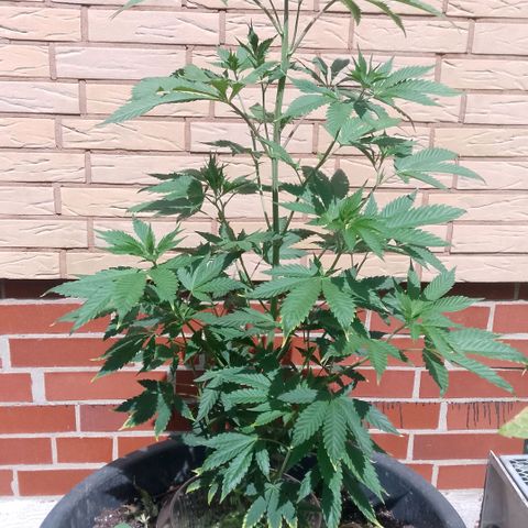 Tropicana Cookies FF growlog timeline photo