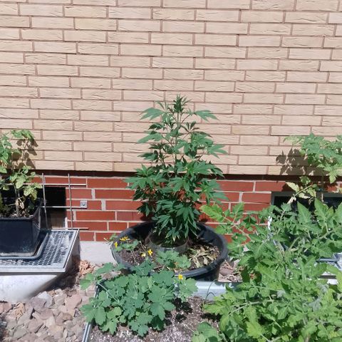 Tropicana Cookies FF growlog timeline photo