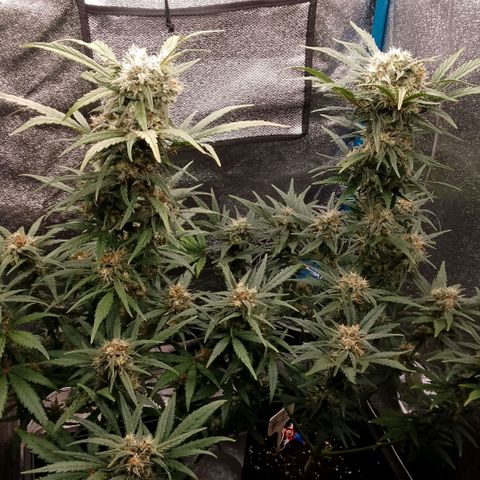 2 x Gorilla Z Auto growlog timeline photo