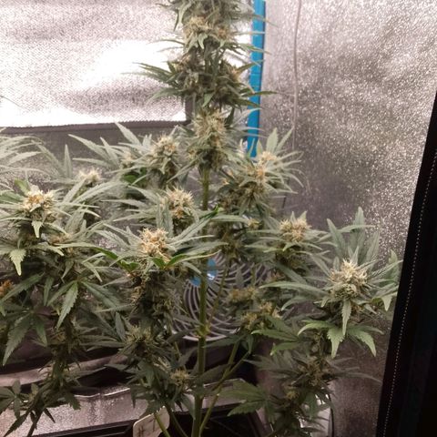 2 x Gorilla Z Auto growlog timeline photo