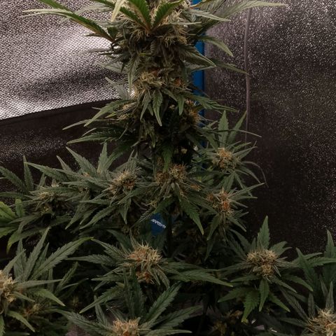 2 x Gorilla Z Auto growlog timeline photo
