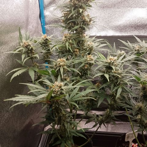 2 x Gorilla Z Auto growlog timeline photo