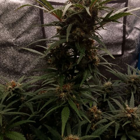 2 x Gorilla Z Auto growlog timeline photo