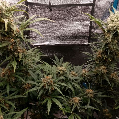 2 x Gorilla Z Auto growlog timeline photo