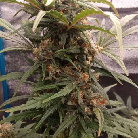 2 x Gorilla Z Auto growlog timeline photo