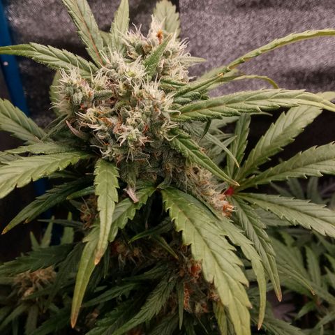 2 x Gorilla Z Auto growlog timeline photo