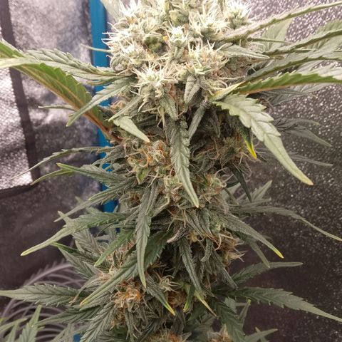 2 x Gorilla Z Auto growlog timeline photo
