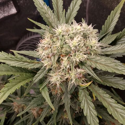 2 x Gorilla Z Auto growlog timeline photo