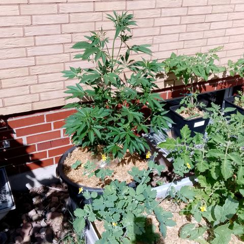 Tropicana Cookies FF growlog timeline photo