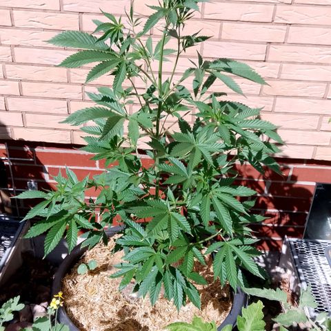 Tropicana Cookies FF growlog timeline photo