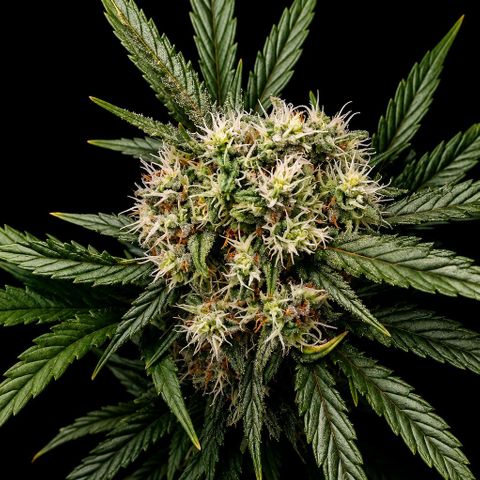 2 x Gorilla Z Auto growlog timeline photo