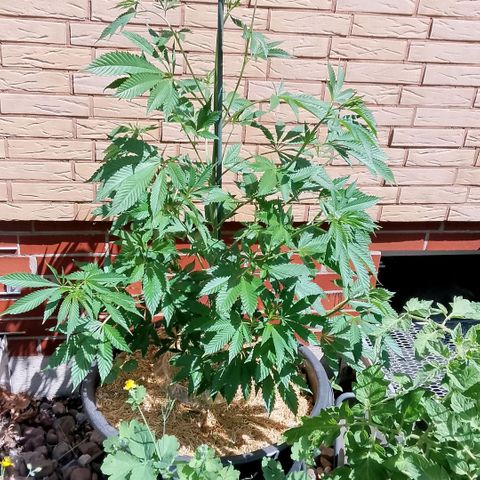 Tropicana Cookies FF growlog timeline photo