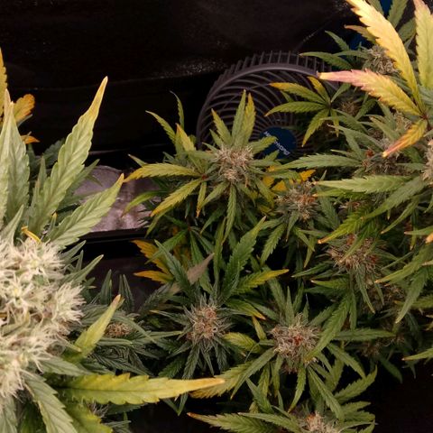 2 x Gorilla Z Auto growlog timeline photo