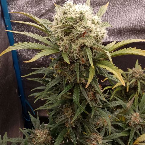 2 x Gorilla Z Auto growlog timeline photo