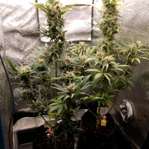 2 x Gorilla Z Auto growlog timeline photo