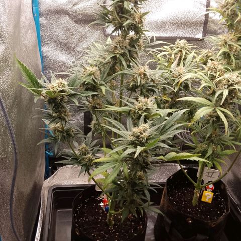 2 x Gorilla Z Auto growlog timeline photo