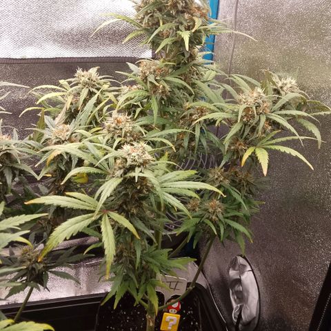 2 x Gorilla Z Auto growlog timeline photo
