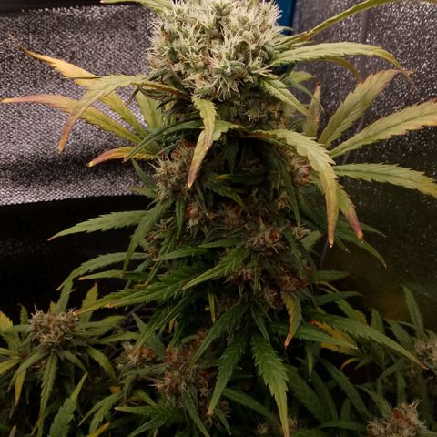 2 x Gorilla Z Auto growlog timeline photo