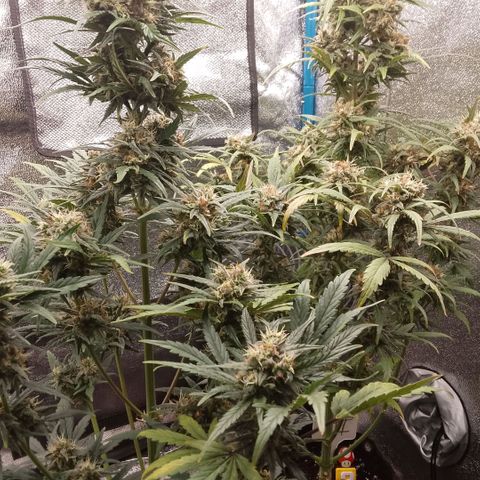 2 x Gorilla Z Auto growlog timeline photo