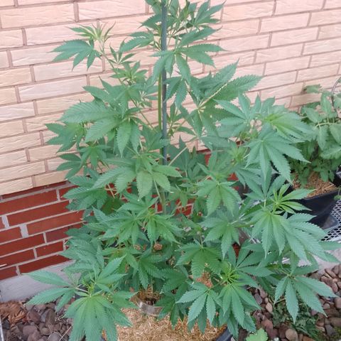 Tropicana Cookies FF growlog timeline photo