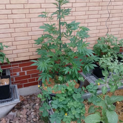 Tropicana Cookies FF growlog timeline photo