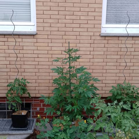 Tropicana Cookies FF growlog timeline photo