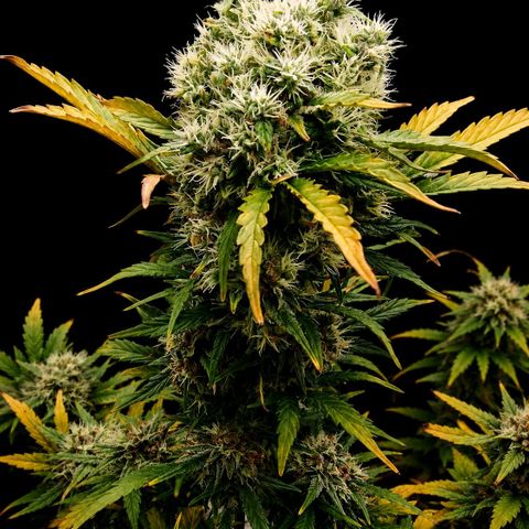 2 x Gorilla Z Auto growlog timeline photo