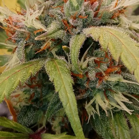 2 x Gorilla Z Auto growlog timeline photo