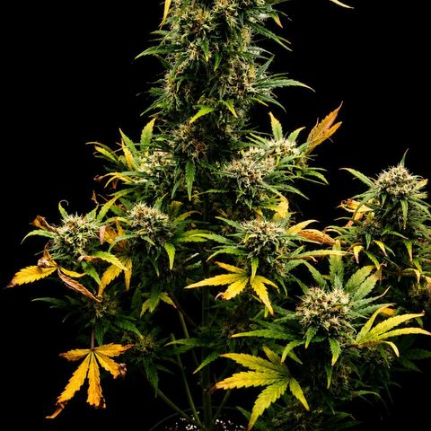 2 x Gorilla Z Auto growlog timeline photo