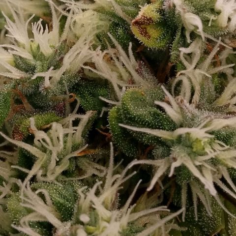 2 x Gorilla Z Auto growlog timeline photo