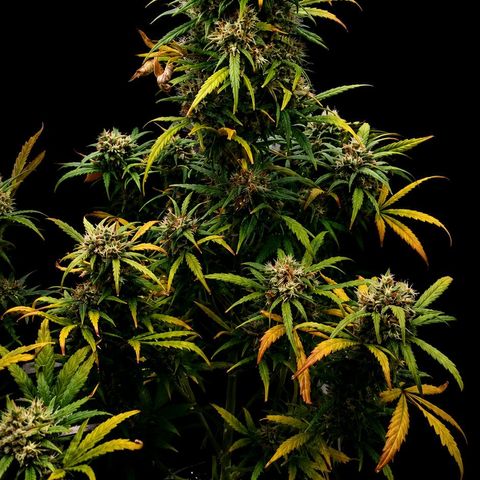2 x Gorilla Z Auto growlog timeline photo