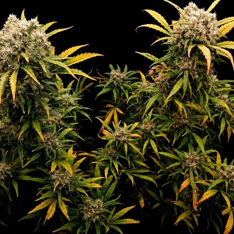 2 x Gorilla Z Auto growlog timeline photo