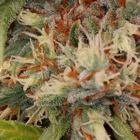 2 x Gorilla Z Auto growlog timeline photo