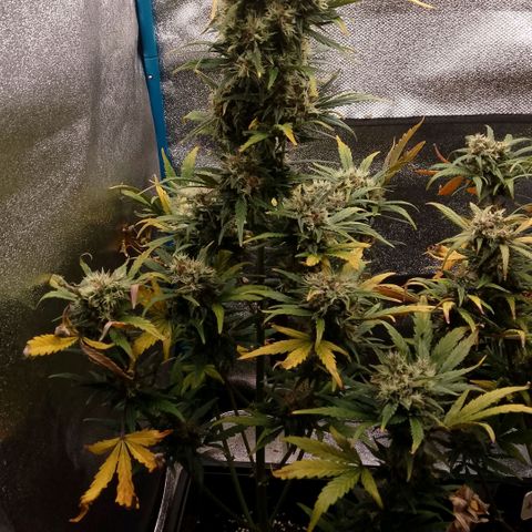2 x Gorilla Z Auto growlog timeline photo