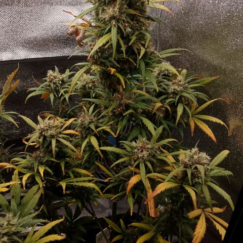 2 x Gorilla Z Auto growlog timeline photo