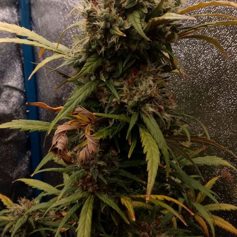 2 x Gorilla Z Auto growlog timeline photo