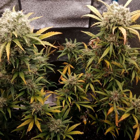 2 x Gorilla Z Auto growlog timeline photo
