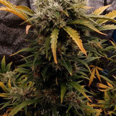 2 x Gorilla Z Auto growlog timeline photo