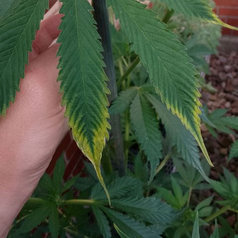 Tropicana Cookies FF growlog photo: CalMag Mangel