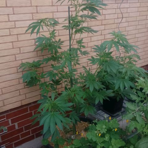 Tropicana Cookies FF growlog timeline photo
