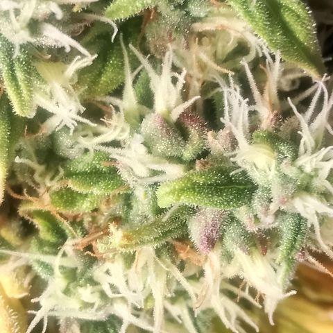 2 x Gorilla Z Auto growlog timeline photo