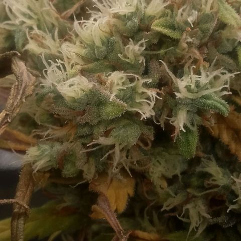 2 x Gorilla Z Auto growlog timeline photo