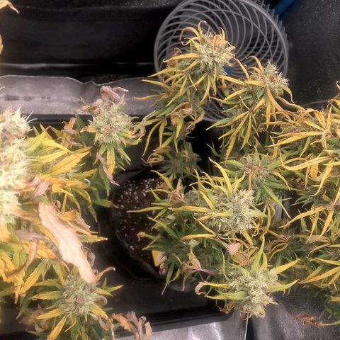 2 x Gorilla Z Auto growlog timeline photo
