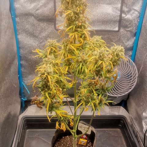 2 x Gorilla Z Auto growlog timeline photo