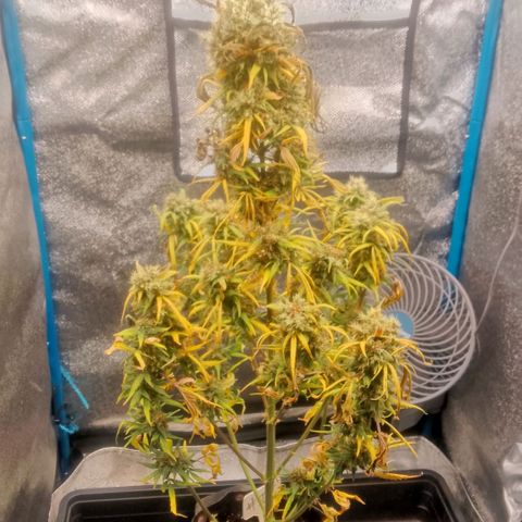 2 x Gorilla Z Auto growlog timeline photo