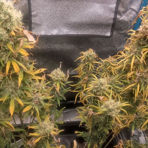 2 x Gorilla Z Auto growlog timeline photo