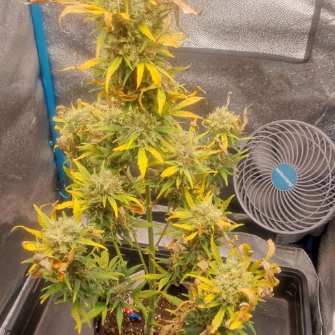 2 x Gorilla Z Auto growlog timeline photo